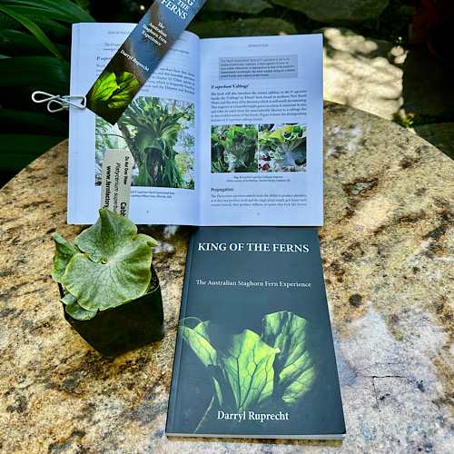 Dwarf Platycerium superbum (Cabbage or Bambi stag) rare